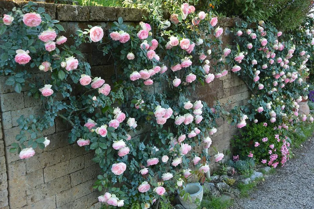 B&B Il Trebbio Corsanico-Bargecchia Bed & Breakfast